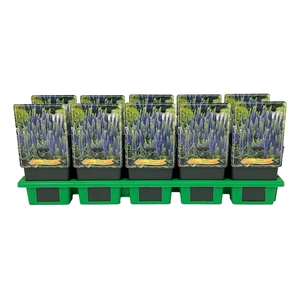 Veronica spicata 'Ulster Dwarf Blue' P11