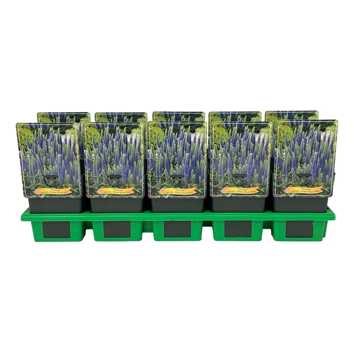 <h4>Veronica spicata 'Ulster Dwarf Blue' P11</h4>