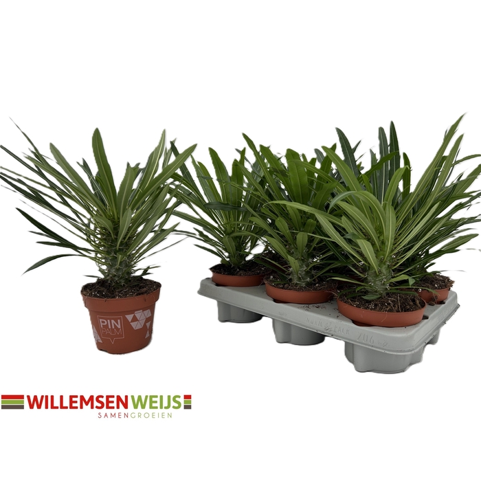 <h4>Pachypodium Lamerei (Cites) 12Ø 30cm</h4>