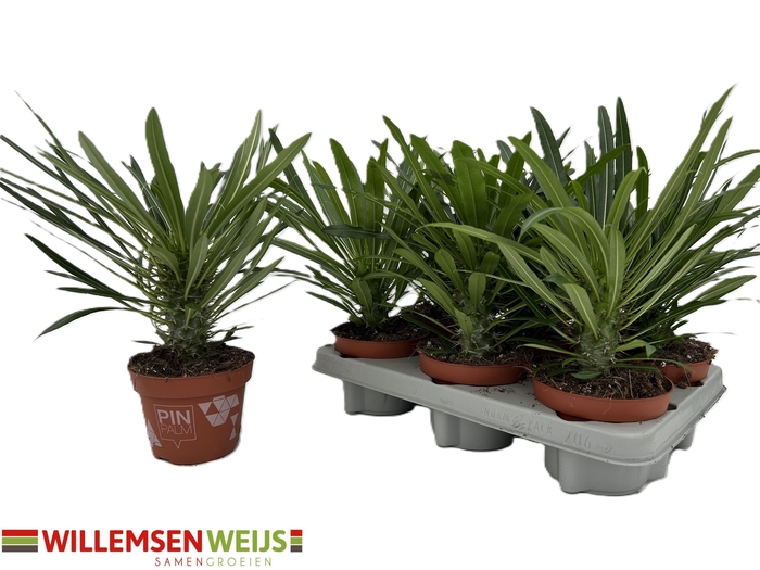 Pachypodium Lamerei (Cites) 12Ø 30cm