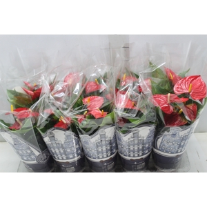 ANTHURIUM VARIADO P12