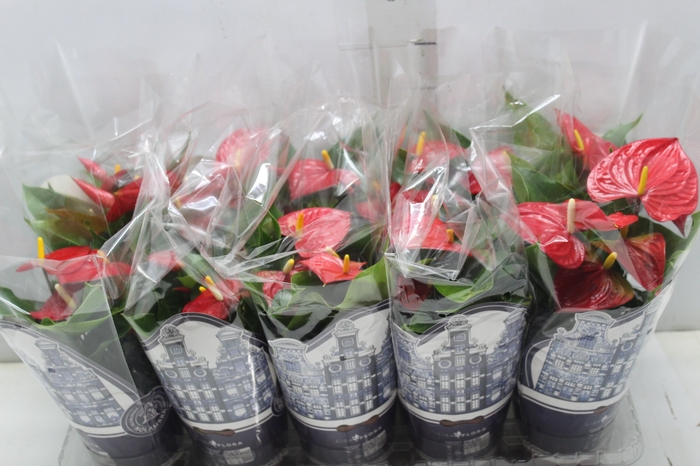 <h4>ANTHURIUM VARIADO P12</h4>