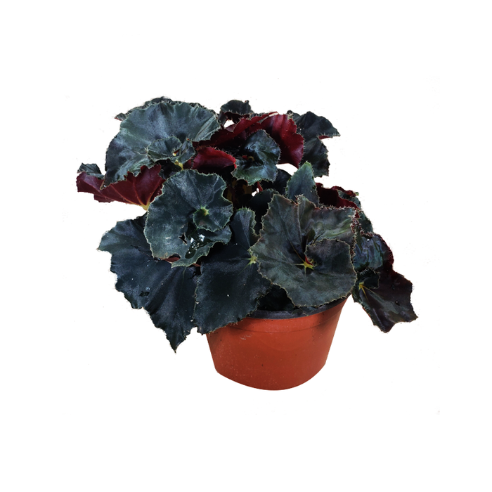 <h4>BEGONIA DARK MAMBO P14 PO</h4>