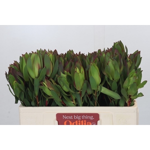 Leucadendron Senorita