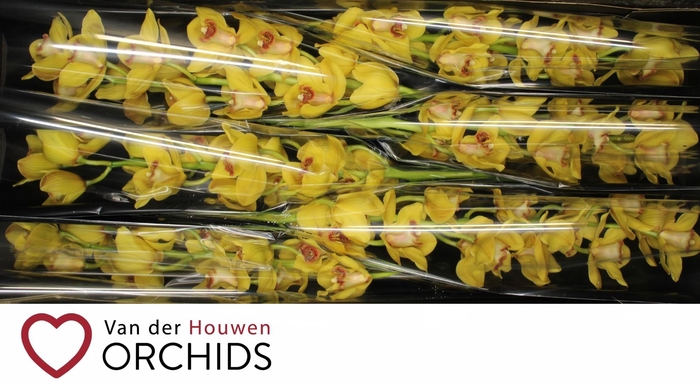 <h4>Nevada 80 cm</h4>