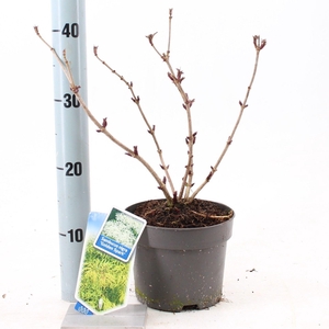 Sambucus nigra