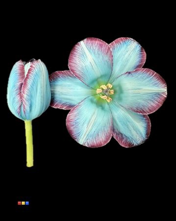 <h4>Tulp Hollandia</h4>