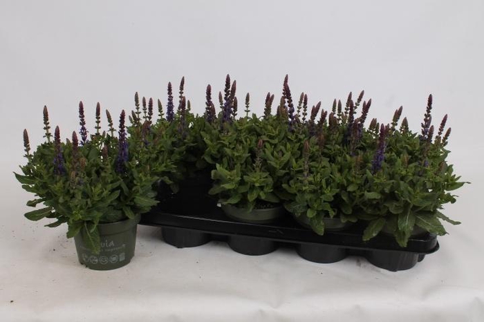 <h4>SALVIA NE SE DP BLUE</h4>