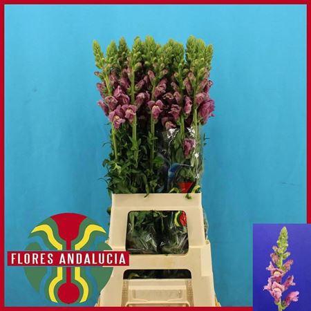 <h4>Antir Potomac Lavendel</h4>