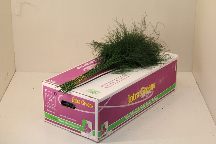 <h4>TREEFERN  XL CR</h4>