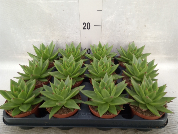 Echeveria agavoides 'Ebony'