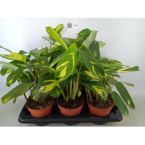 Ctenanthe pilosa 'Mosaic'