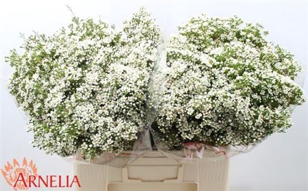 <h4>Chame Un Pearl Butto</h4>