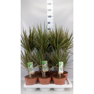 Dracaena marg. 'Bicolor'