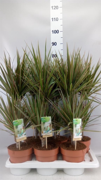 <h4>Dracaena marg. 'Bicolor'</h4>