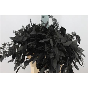Euca Populus Bes Klb. Black X5 300 Gram
