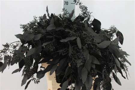 <h4>Euca Populus Bes Klb. Black X5 300 Gram</h4>