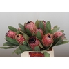 Protea Barbigera Air