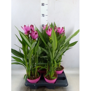 Curcuma alism. 'Siam Splash'