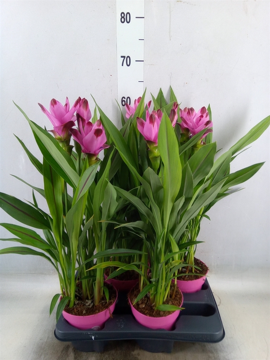 <h4>Curcuma alism. 'Siam Splash'</h4>