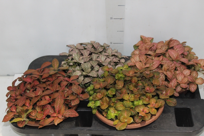 <h4>FITONIA FOLHA FINA C21</h4>