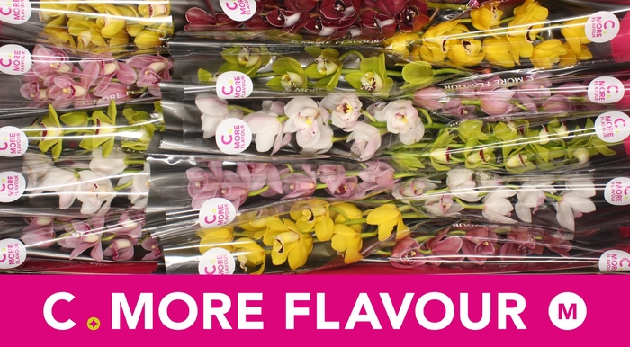 <h4>Mini cymbidium 'Mix' 50 cm</h4>