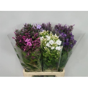 PHLOX P GEM IN FUST