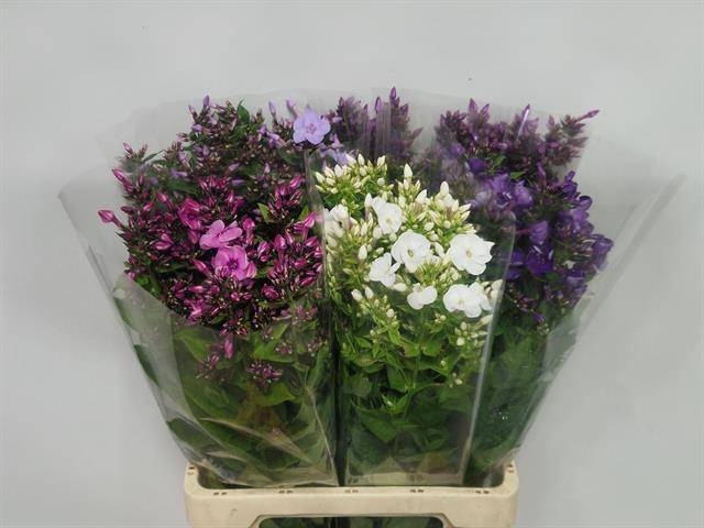 <h4>PHLOX P GEM IN FUST</h4>