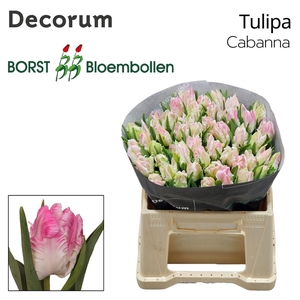 TULIPA PA 'CABANNA'