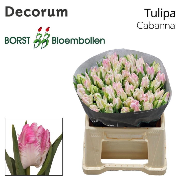 <h4>TULIPA PA 'CABANNA'</h4>