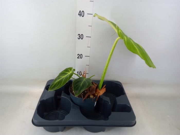 <h4>Philodendron   ...</h4>