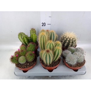 Cactus   ...mix