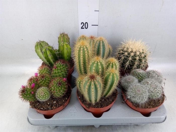 <h4>Cactus ...mix</h4>