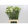 Scabiosa Scoop White