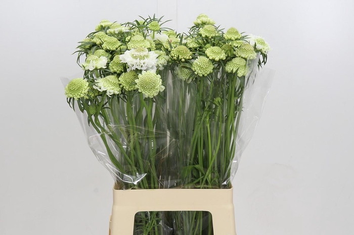 Scabiosa Scoop White
