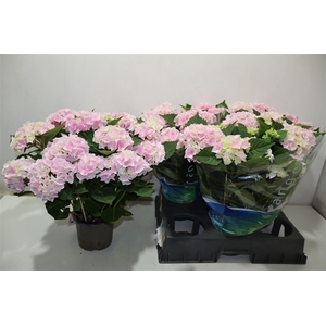 Hydr M Ankong Roze