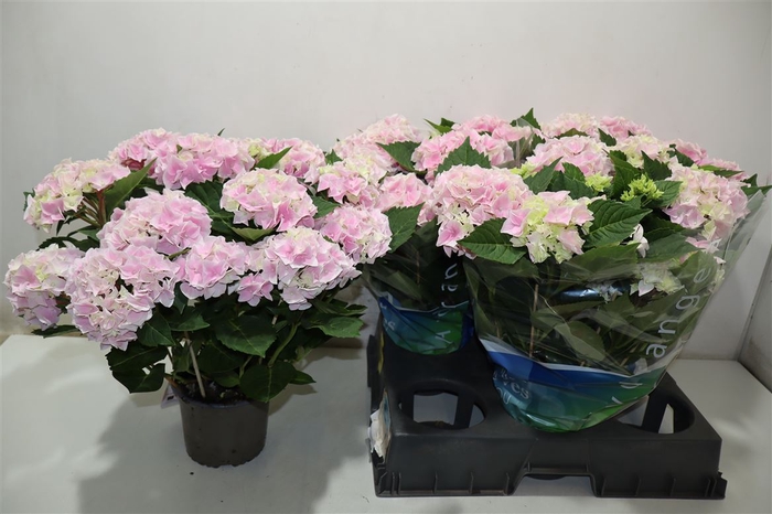 <h4>Hydr M Ankong Roze</h4>
