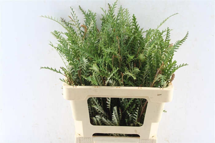 <h4>Grevilea Ivanhoe Groen</h4>