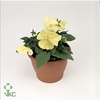 Viola F1 Delta Pure Primrose