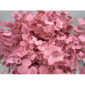 Euc Cinerea Rose