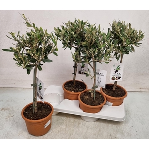 OLEA EUROPAEA