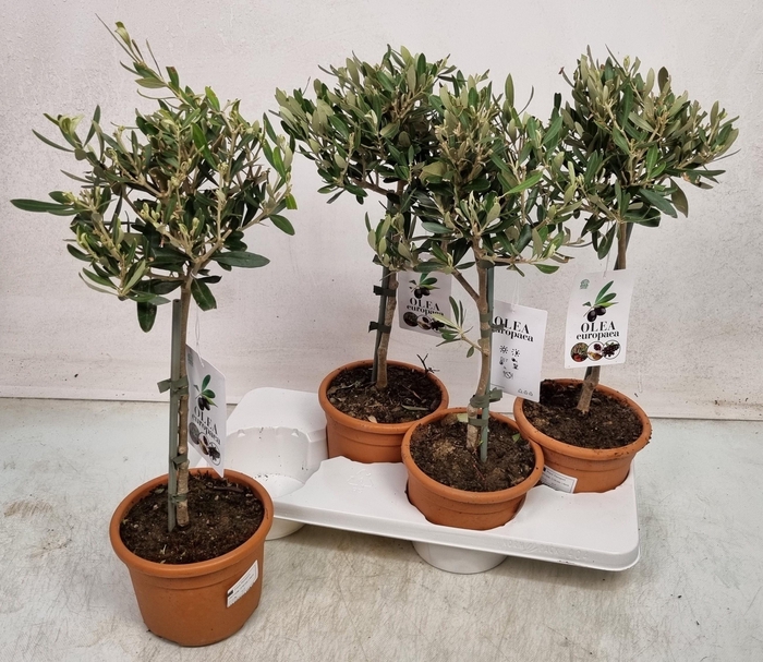 <h4>OLEA EUROPAEA</h4>