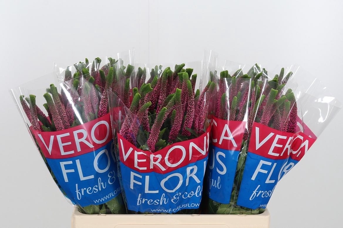 <h4>Veron Smart Iselle</h4>