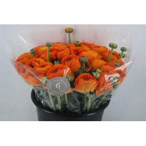 Ran Cloni Sup Lambada