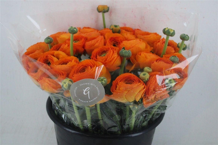 <h4>Ran Cloni Sup Lambada</h4>