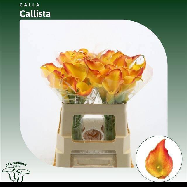 <h4>ZANT CALLISTA</h4>