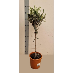 OLEA EUROPAEA