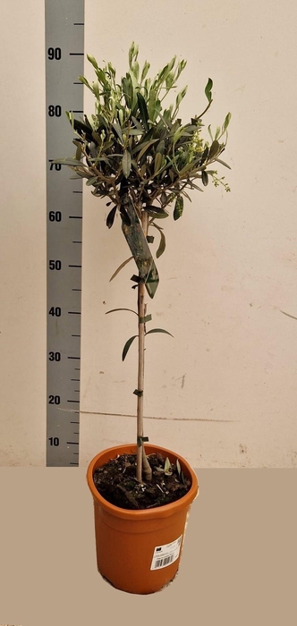 <h4>OLEA EUROPAEA</h4>