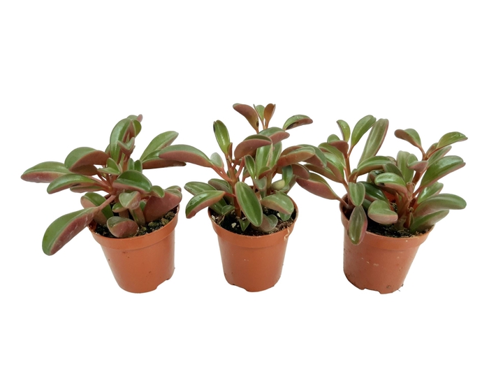 <h4>Peperomia graveolens</h4>