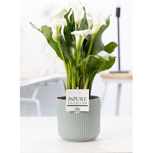 Zantedeschia white in P&PURE Sophie ceramics green